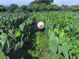 En la zona Sur de la Ciudad de México se encuentra este paraíso con dos mil 800 hectáreas dedicadas a la siembra del cactus. AFP /