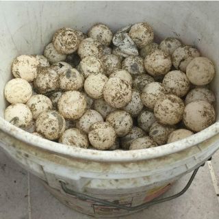 Federales aseguran más de dos mil huevos de tortuga en Oaxaca