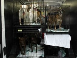 Perros de distintas razas se encontraban en peligro en los refugios para animales de Puerto Rico. AP / R. Arduengo