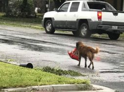 La publicación de ‘Otis’ ha sido compartida más de 37 mil veces. FACEBOOK / Tiele Dockens