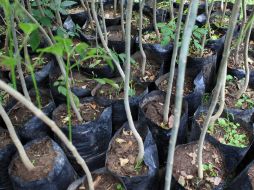 La Conafor redujo a la mitad el presupuesto para el Programa Nacional Forestal. EL INFORMADOR / ARCHIVO