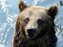 Biólogos consideran que la dieta de más animales podría comenzar a variar por le cambio climático. EFE / Radek Pietruszka