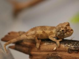 Los camaleones nacieron el pasado 22 de agosto. ESPECIAL /