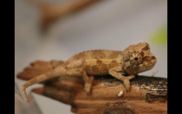 Los camaleones nacieron el pasado 22 de agosto. ESPECIAL /