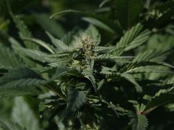 En México, el uso de productos derivados de cannabis con fines medicinales tuvo especial transcendencia desde 2015. EL INFORMADOR / ARCHIVO