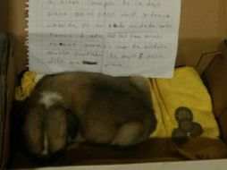 De acuerdo con las personas que dieron a conocer el caso, la perrita 'Cristalita' ya está recibiendo cuidados. FACEBOOK / Paty Suale