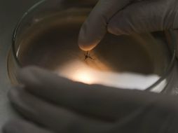 Los investigadores efectuaron pruebas en ratones implantados con glioblastomas. AP / ARCHIVO