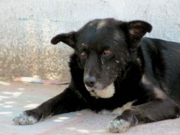 Organizaciones trabajan para acomodar en una nueva familia a aquellos animales que debido al temblor quedaron en el abandono. EL INFORMADOR / ARCHIVO