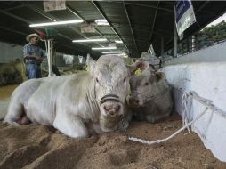 Además de la exhibición bovina, la Expo contará con distintos espectáculos. EL INFORMADOR / ARCHIVO