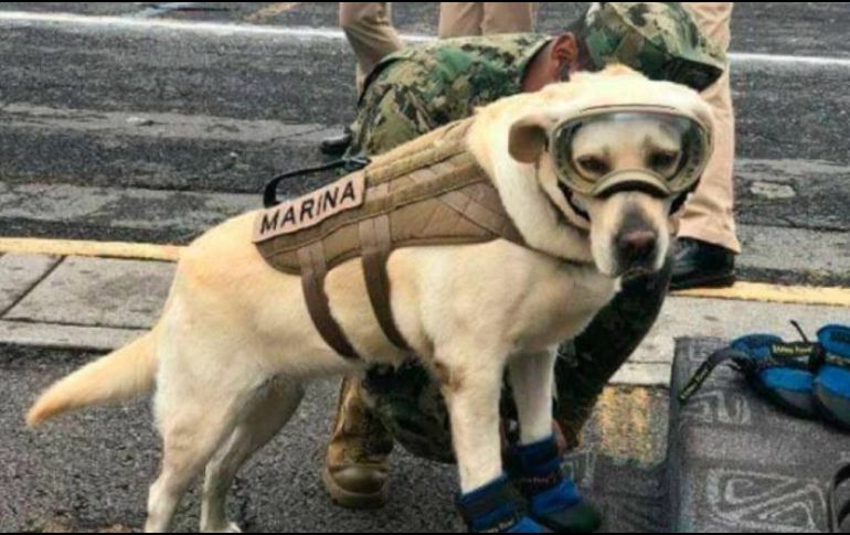 Frida es una veterana de siete años entrenada en el rastreo de narcóticos.