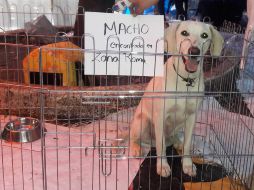 Protectores están publicado fotos en redes sociales de animales extraviados