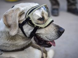 La imagen de esta perrita de seis años ha llegado incluso hasta Japón donde la han apodado cariñosamente Marina-Chan. AFP / O. Torres