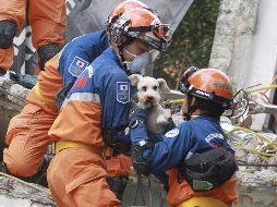 Momento en el que los rescatistas japoneses logran extraer al cachorro del edificio colapsado. EFE / M. Guzmán