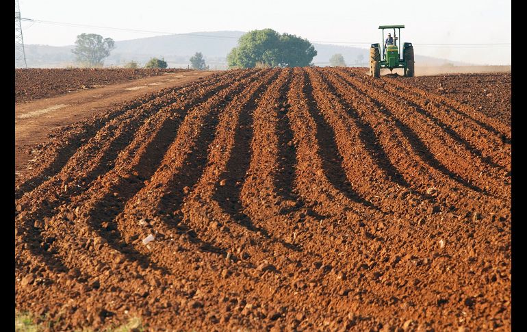 27 DE ABRIL DEL 2004.- TEPATITLAN, JALISCO. MEXICO.CAMPESINOS. AGRICULTORES. AGRO. LA PRODUCCION AGRICOLA, PESE A QUE NO ES LA ACTIVIDAD NUMERO UNO EN EL MUNICIPIO DE TEPATITLAN, SI ES DE IMPORTANCIA.. RAUL TORRES LUGO. EL INFORMADOR.