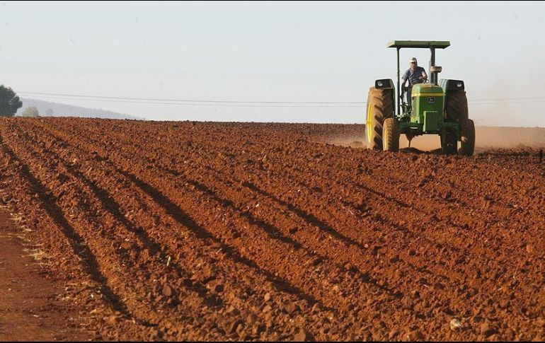 Por grandes grupos de actividades, las agropecuarias presentaron un descenso de 1.6 por ciento.