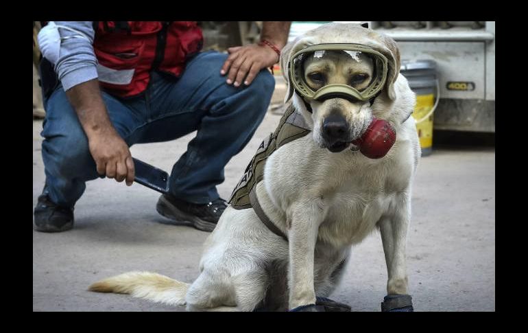 'Frida' ha ayudado en el rescate de 52 personas.