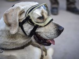 Animalistas advierten que la ''Fridamania'' puede provocar un incremento en la compra de perros labradores. AFP / ARCHIVO