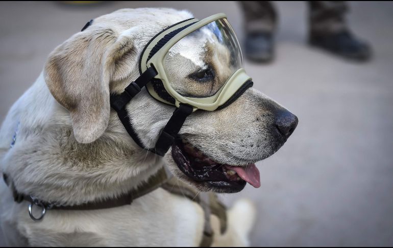 Animalistas advierten que la ''Fridamania'' puede provocar un incremento en la compra de perros labradores. AFP / ARCHIVO