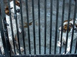 La dueña de Pantuque fue detenida y señalada por su posible responsabilidad en el ataque del perro. NTX/ F. Galvez