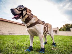 Buscan registrar marca de la perrita "Frida"