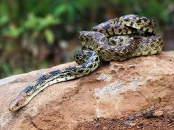 Tlajomulco reubica a 31 animales a área natural protegida