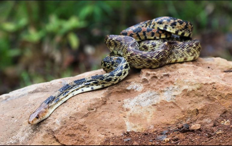 Existen cinco serpientes chirrioneras, cinco serpientes alicantes, tres falsa coralillo.