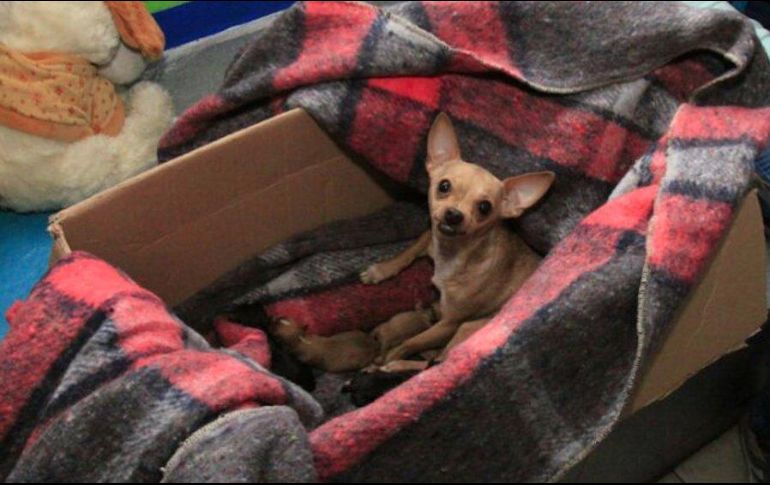 Los perritos chihuahueños se encuentran en el albergue instalado en el Plan Sexenal.