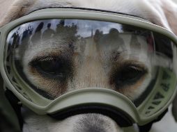 Frida En su carrera, de más de seis año, ha ayudado a encontrar 53 personas en medio de construcciones destruidas dentro y fuera de México, 12 de ellas con vida.