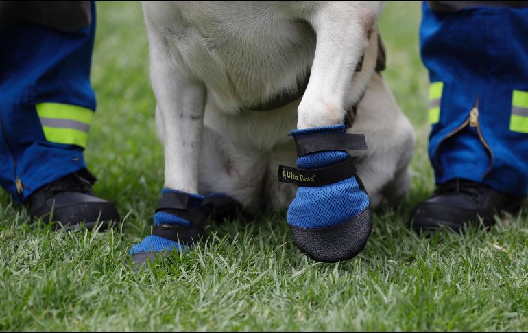 Frida En su carrera, de más de seis año, ha ayudado a encontrar 53 personas en medio de construcciones derruidas dentro y fuera de México, 12 de ellas con vida.