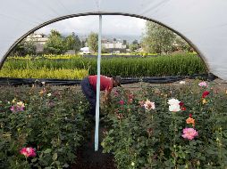Destaca la idea de hacer proceso antidumping a perecederos, donde México es líder en exportación. AFP/Archivo