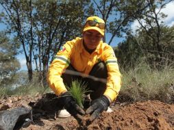 Se han empleado especies nativas de Zapopan para el Programa de Reforestación. EL INFORMADOR / ARCHIVO