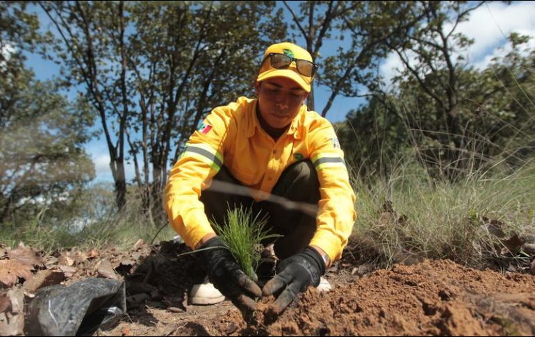 Se han empleado especies nativas de Zapopan para el Programa de Reforestación. EL INFORMADOR / ARCHIVO