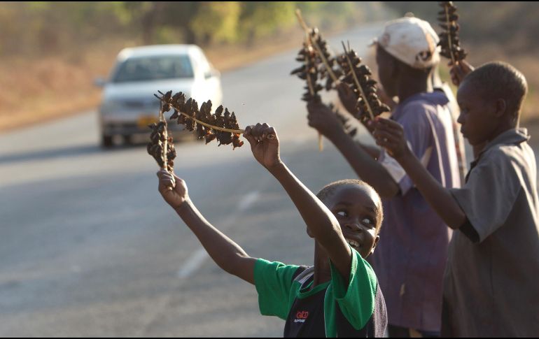 Menores en la zona rural de Chidza, en el centro de Zimbabue, venden brochetas de ratón, consideradas un manjar. AP/T. Mukwazh
