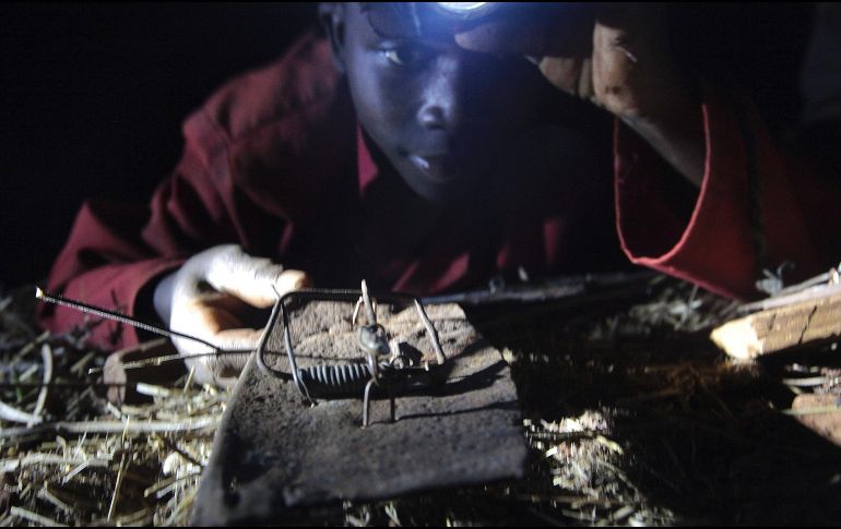 Tapiwa Zingwena coloca una trampa en un campo de maíz. Con lámparas en la cabeza, los menores corren en la noche en busca de los ratones. AP/T. Mukwazhi