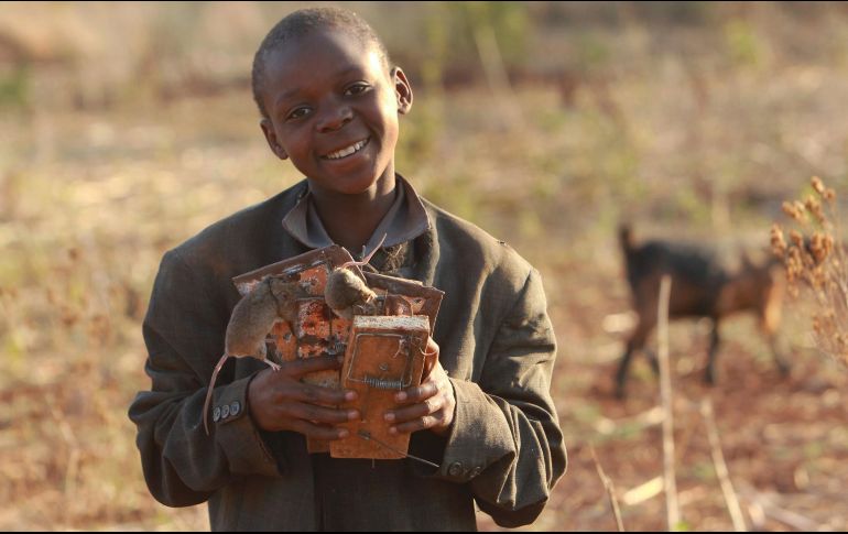 Patson Moga muestra su botín. Para atraerlos, usan semillas en ratoneras que colocan en los campos, donde los roedores se alimentan de granos, pasto y frutos silvestres. AP/T. Mukwazhi
