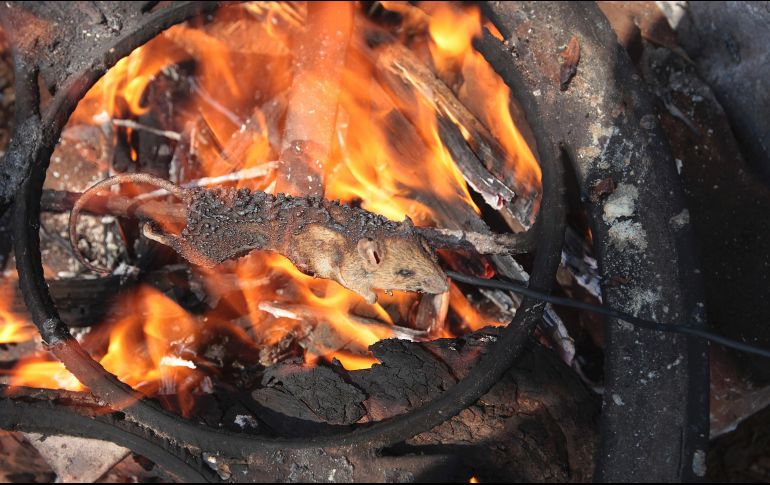 Luego los rostizan, sazonados con sal, y los dejan secar. AP/T. Mukwazhi