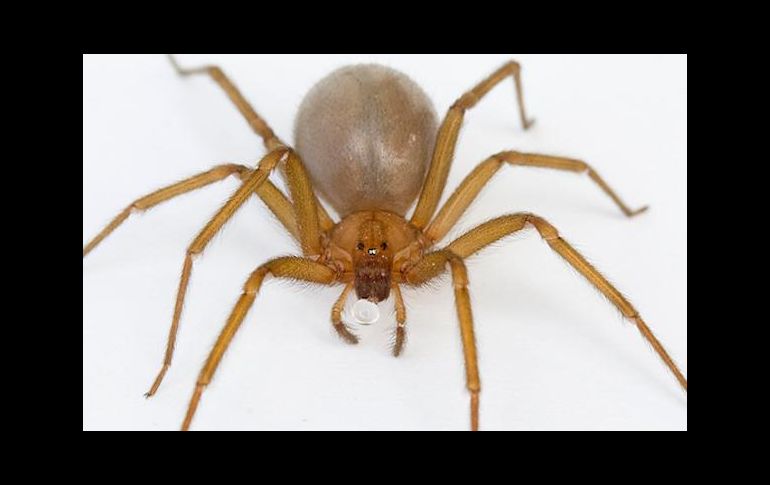 La mordedura de la araña violinista puede evolucionar de forma progresiva y muy rápida.  ESPECIAL / www.medicosencuernavaca.com.mx