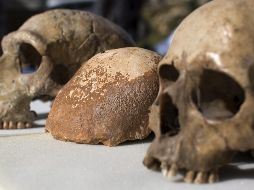 Los estudios también revisan al alza el componente de ADN neandertal que transporta ahora el hombre moderno. EFE/Archivo