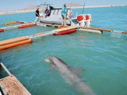 El plan en que participan los delfines iniciará el 12 de octubre. Notimex