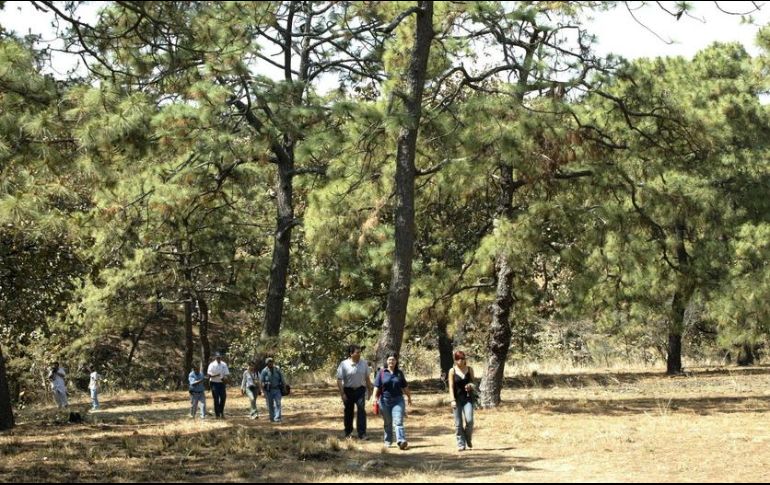 Esta plataforma tiene la facultad de promover y emitir recomendaciones a pedido o por iniciativa propia, a las instituciones de gobierno en sus diferentes ámbitos. EL INFORMADOR/ARCHIVO
