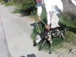 Los bomberos desconocen cuánto tiempo llevaba el perro atrapado en el canal. ESPECIAL/ BOMBEROS DE GUADALAJARA