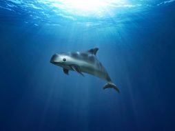 El programa Vaquita PCR constará de tres etapas con las que se buscará salvar a la Vaquita Marina de la extinción. AP / ARCHIVO