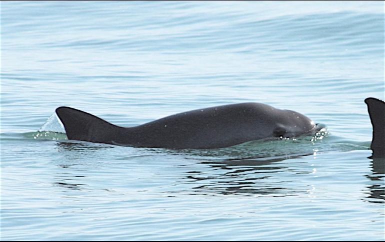El acuerdo fue publicado este miércoles en el Diario Oficial de la Federación. EFE/Archivo