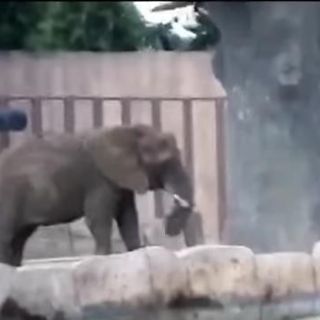 Graban reacción de elefanta "Ely" durante sismo del 19-S