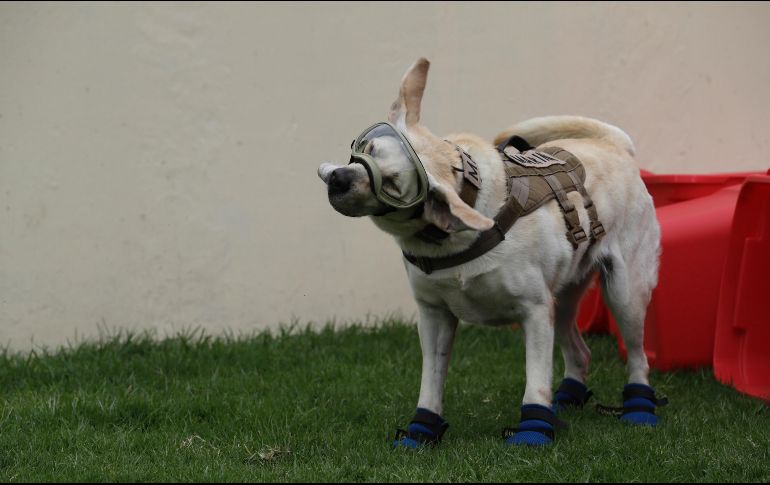 Las solicitudes cuentan con más de mil firmas. AP/ ARCHIVO