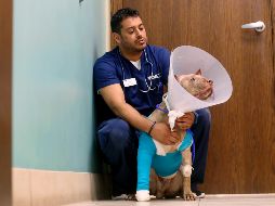 El animal de la raza pitbull tiene aproximadamente un año de edad; ha sido nombrado “Ollie”. AP / M. Stocker