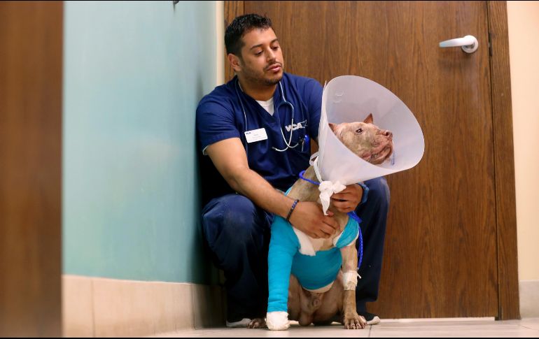 El animal de la raza pitbull tiene aproximadamente un año de edad; ha sido nombrado “Ollie”. AP / M. Stocker