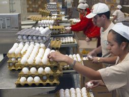 Lagos de Moreno, Tepatitlán, San Juan de los Lagos, Tototlán y Acatic, son los municipios con mayor producción de este alimento en la Entidad. EL INFORMADOR/Archivo