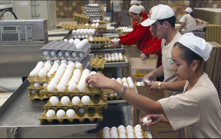 Lagos de Moreno, Tepatitlán, San Juan de los Lagos, Tototlán y Acatic, son los municipios con mayor producción de este alimento en la Entidad. EL INFORMADOR/Archivo