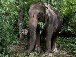 Aproximadamente, en Bangladés hay 536 mil rohinyás que huyen de la violencia de Birmania. AP/ARCHIVO